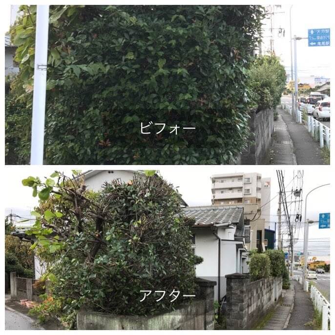 『庭の生垣を剪定して欲しい』地域包括支援センターからの依頼です!